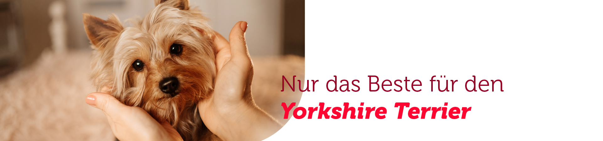 mera Hunderasse Yorkshire Terrier