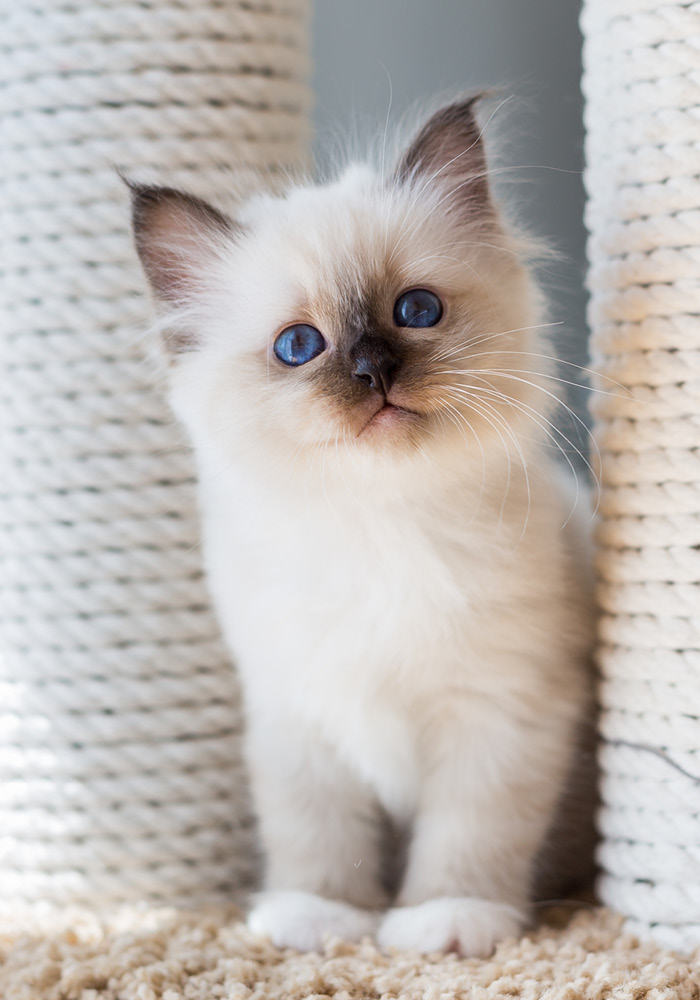 Heilige Birma Kitten
