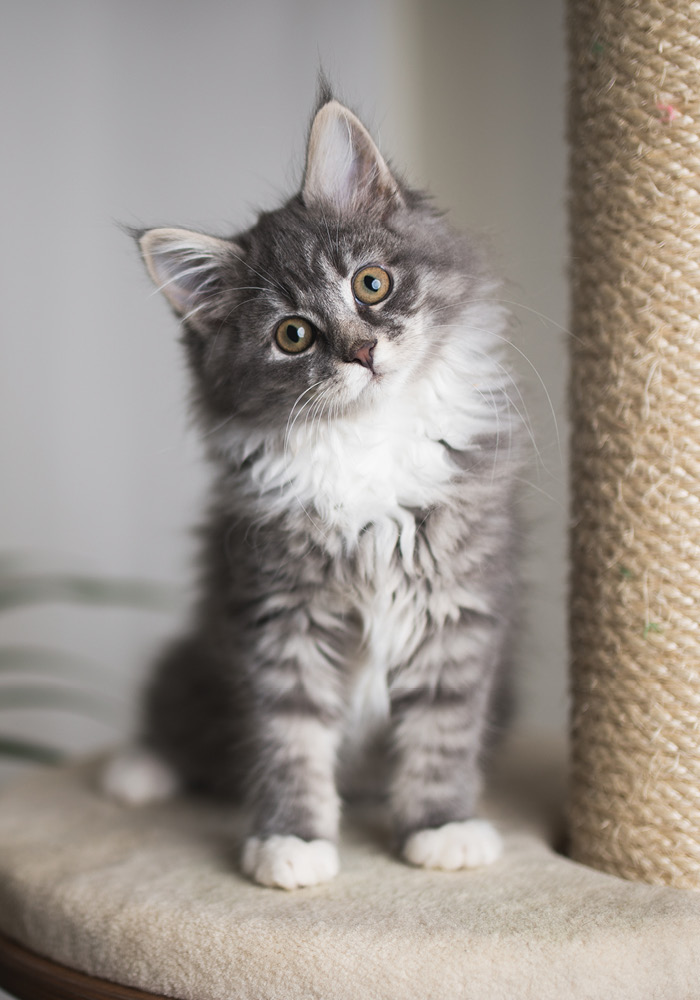 Main Coon Kitten auf einem Kratzbaum Main Coon Kitten auf einem Kratzbaum
