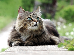 Mera Petfood Katzenrassen - Norwegische Waldkatze