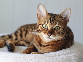 mera petfood Katzenrassen - Savannah Katze