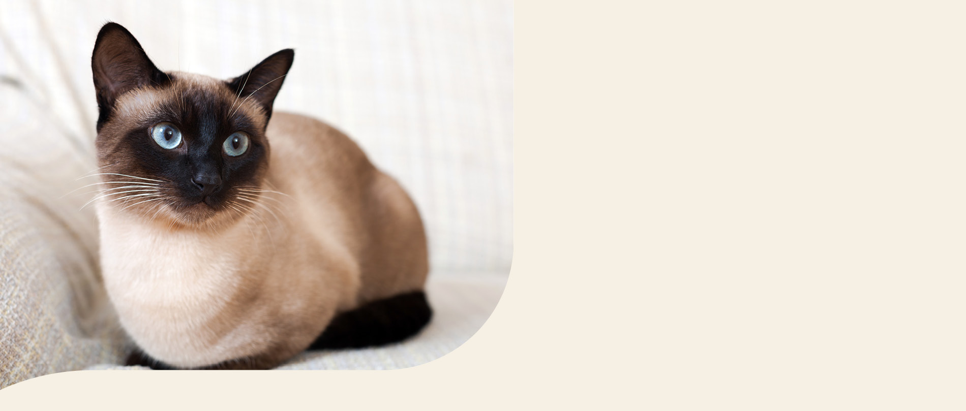 mera petfood Katzenrassen - Siamkatze