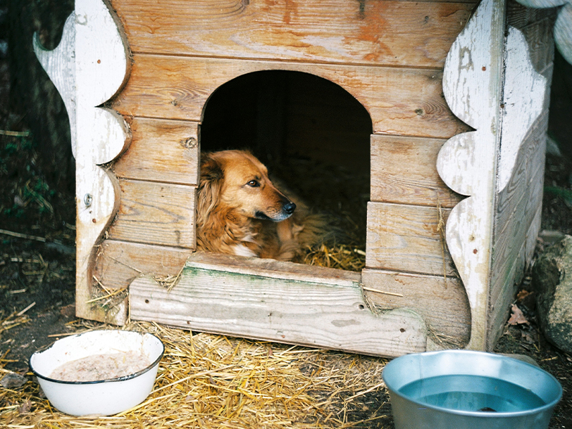 mera Petfood - Alternative Hundehaltung