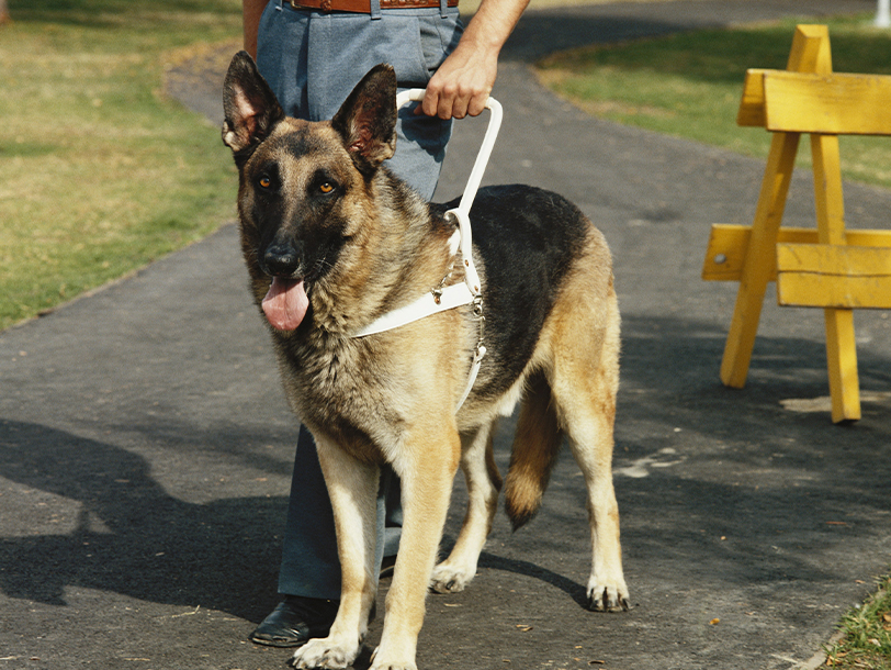 mera petfood hunderatgeber - assistenzhunde