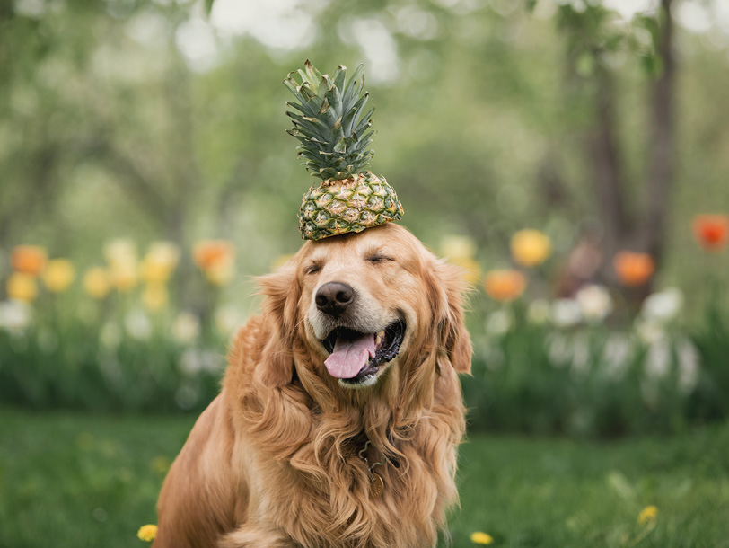 Ein glücklicher Hund mit einer Ananas auf dem Kopf