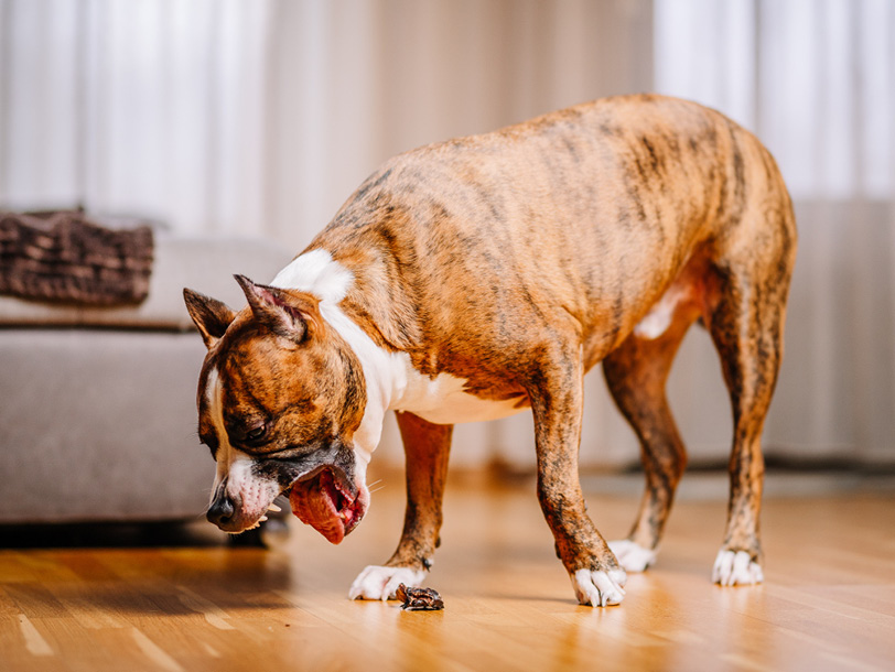Hund steht im Wohnzimmer und erbricht sich Hund steht im Wohnzimmer und erbricht sich