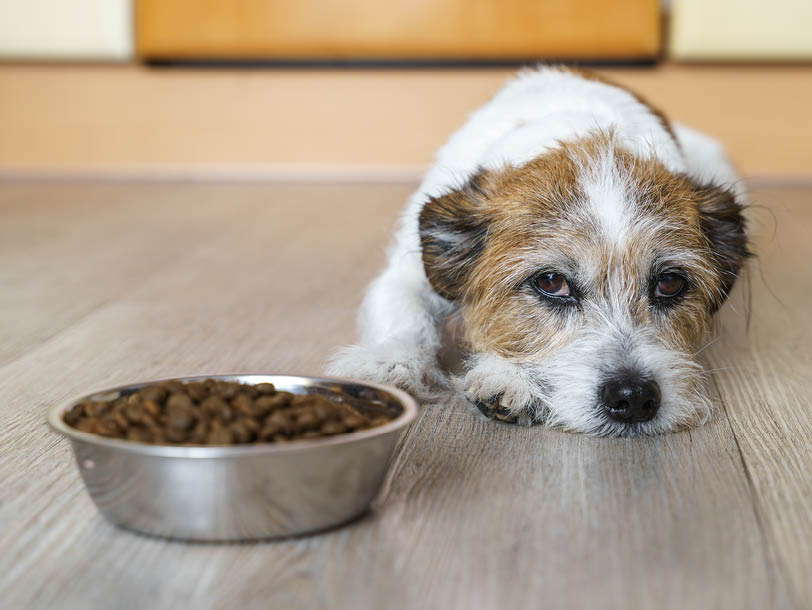 Hund liegt traurig neben dem vollen Futternapf