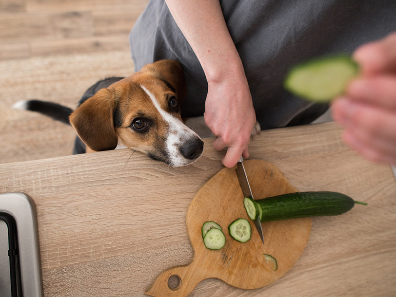 Hund bekommt Gurkenscheiben zum Essen Hund bekommt Gurkenscheiben zum Essen
