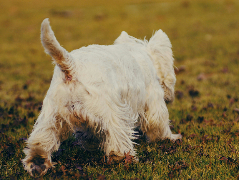 mera petfood hunderatgeber hundekot