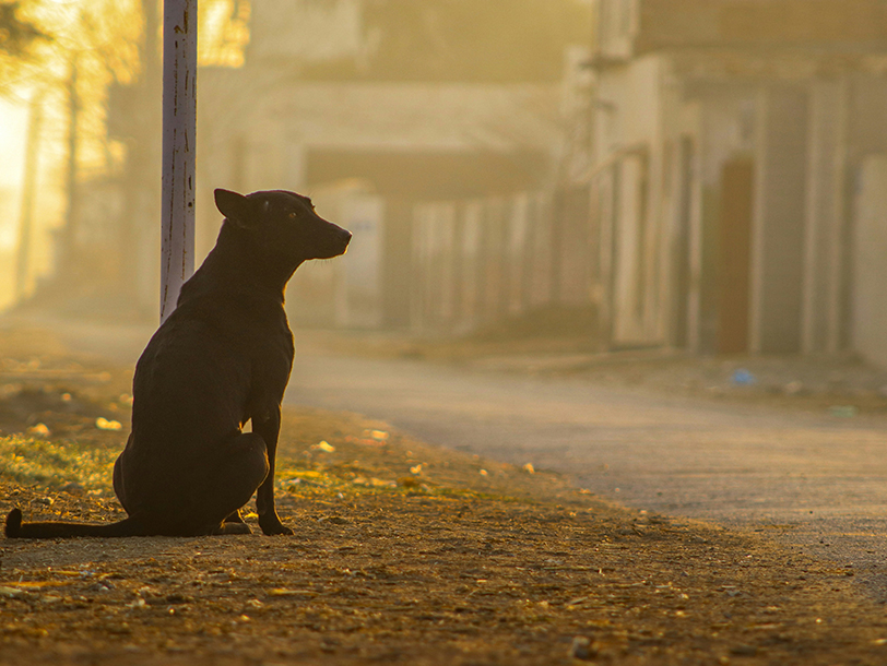 Hund sitzt an leerer Straße