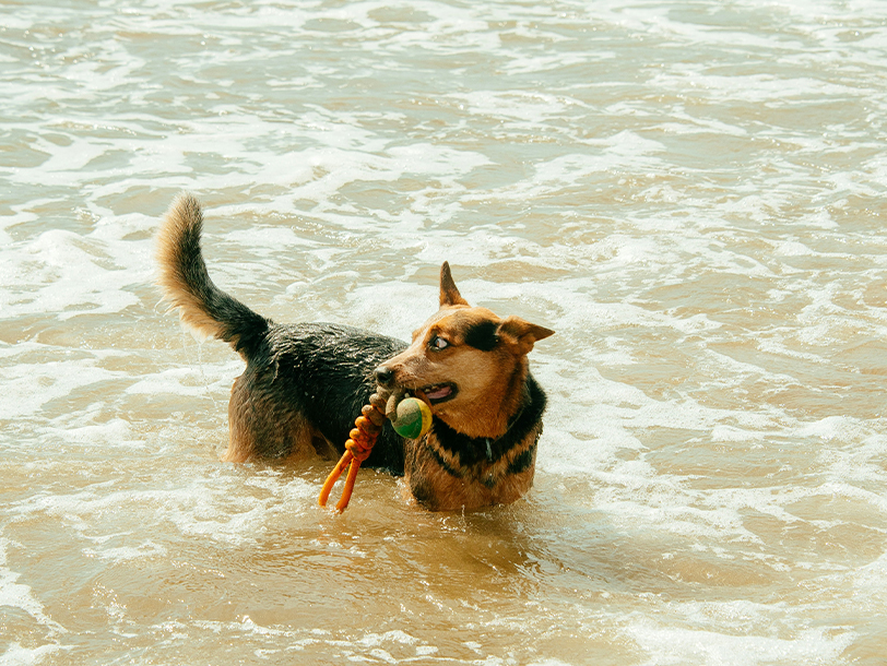 mera Petfood Hunderatgeber - Wasserarbeit mit Hunden