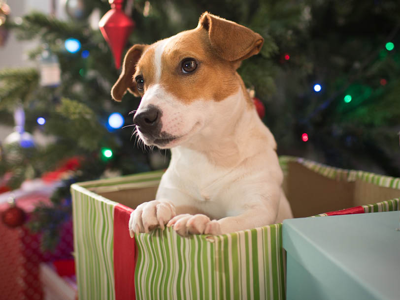 Hund kommt aus einer Geschenkverpackung raus