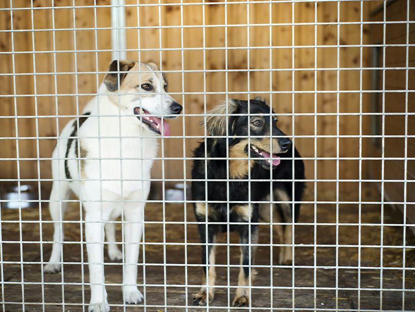 mera petfood hunderatgeber - Tierschutzhunde