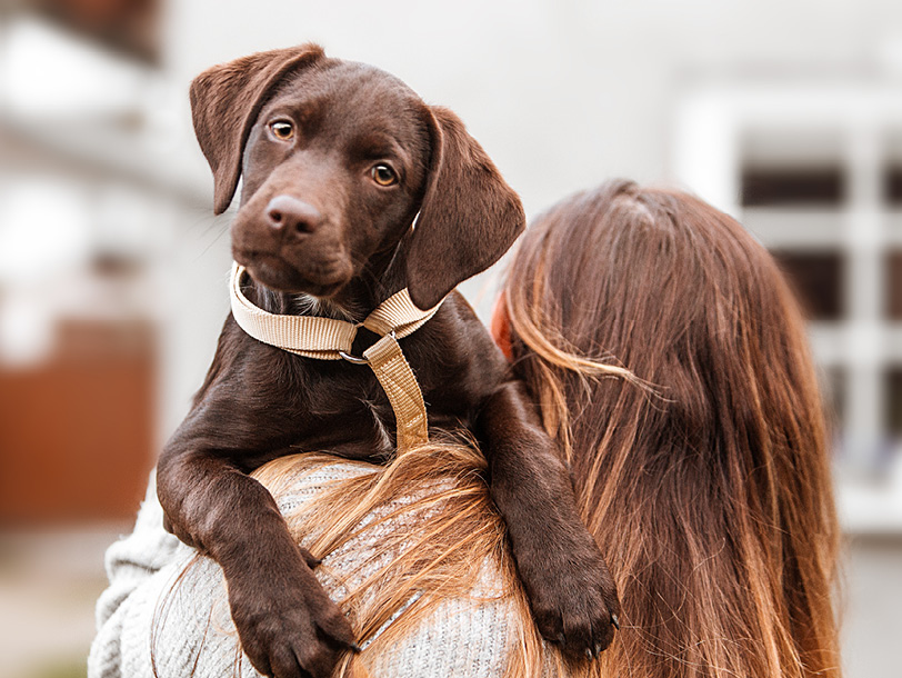 Brauner Labrador auf dem Arm einer Frau