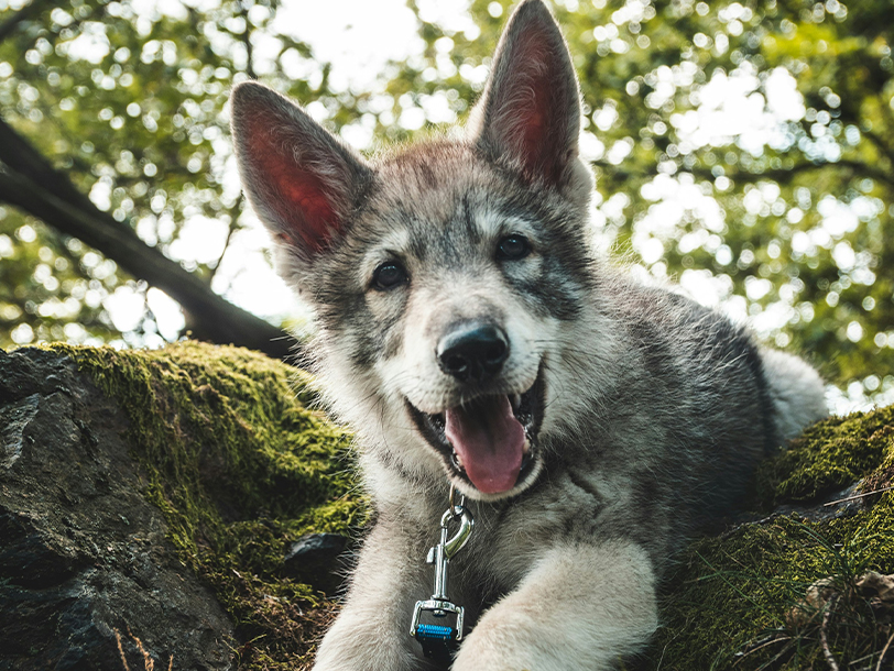 Hund liegt im grünen und schaut glücklich in die Kamera 