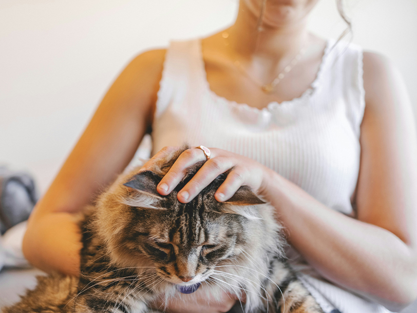 Katze liegt bei Frau auf dem Schoss und wird gestreichelt 