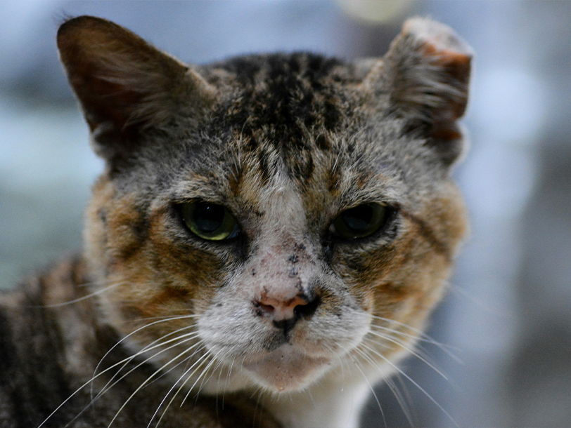 Katze mit Hautproblemen schaut in die Kamera 