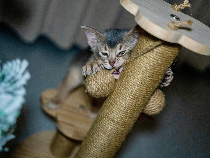 Katze beißt in Ball der vom Kratzbaum hängt