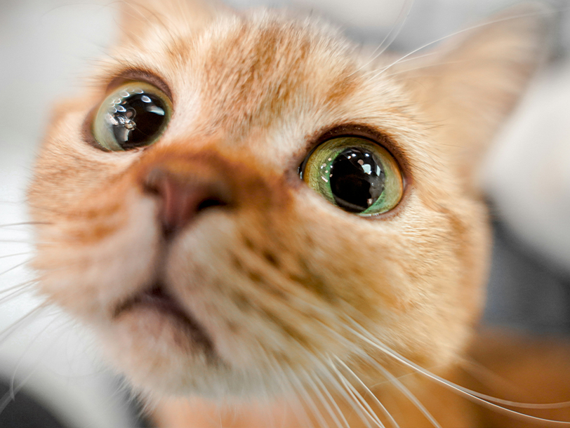 Orangene Katze ist mit der Nase an der Kamera 