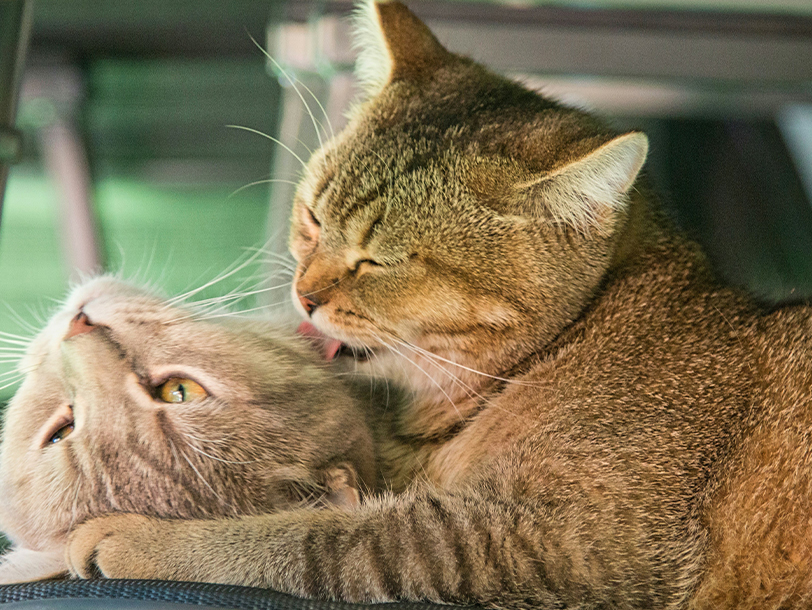 Die eine Katze putzt die andere Katze