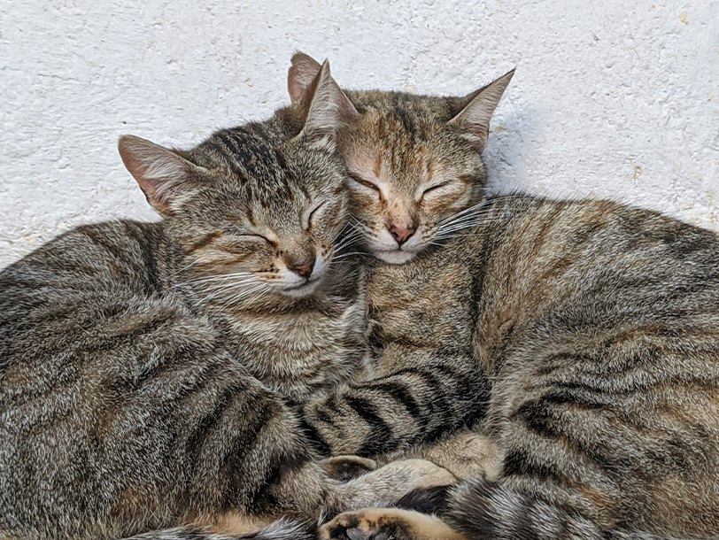 Zwei Katzen liegen kuschelnd Kopf an Kopf 