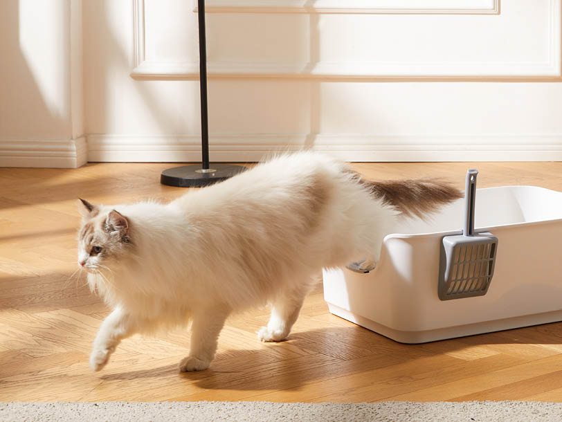 Katze läuft in Wohnung aus ihrem Katzenklo raus Katze läuft in Wohnung aus ihrem Katzenklo raus