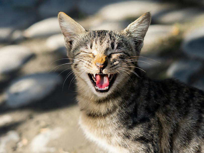mera Petfood Katzenratgeber - Katzennamen