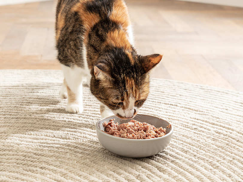 Getigerte Katze steht auf einem Teppich und isst das vor ihr stehende Nassfutter
