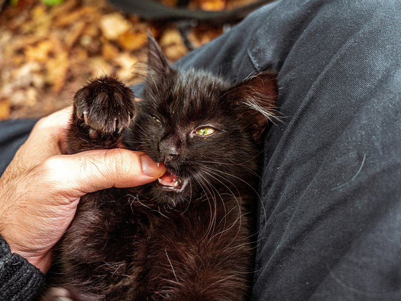 mera Sünden in der Katzenhaltung