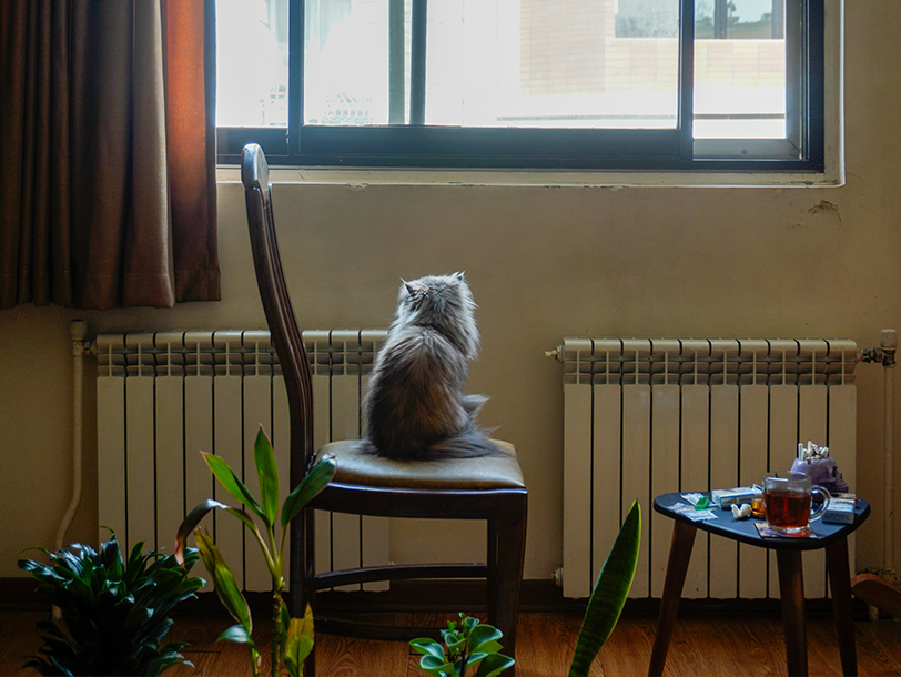 Katze sitzt auf einem Stuhl und schaut aus dem Fenster 
