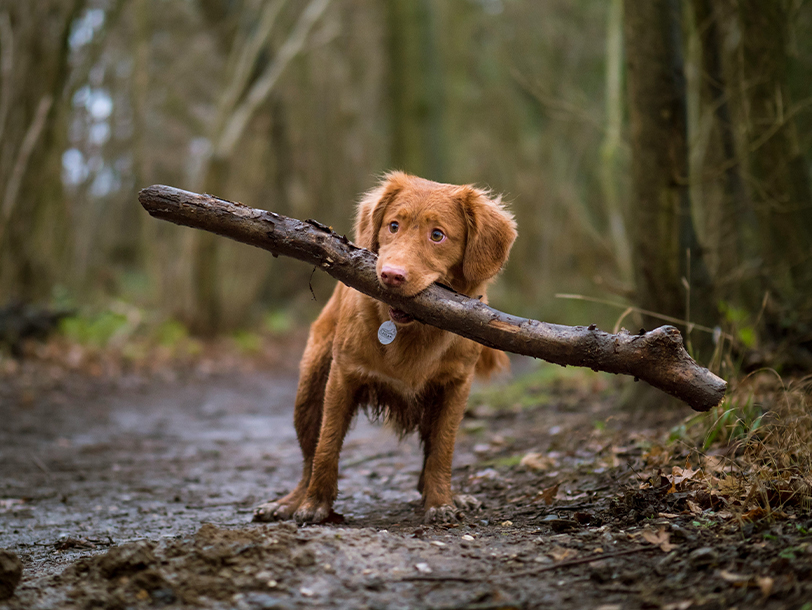 Braunfarbiger Hund apportiert einen Stock im Wald