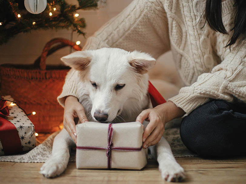 Hund bekommt ein Geschenk zu Weihnachten
