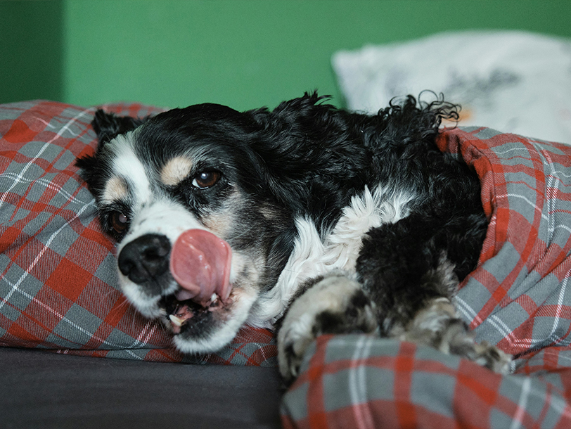 Hund liegt unter einer rot karierten Decke
