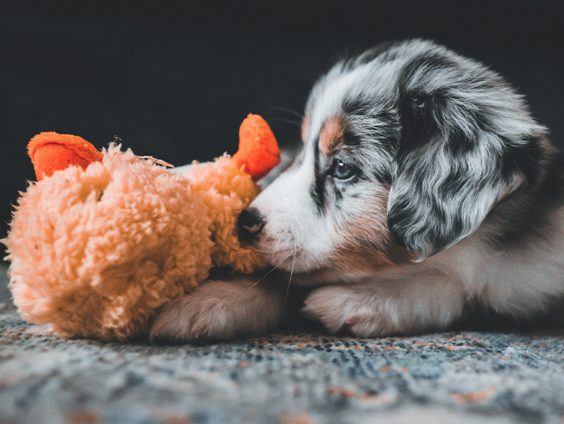 Welpe spielt mit seinem Kuscheltier