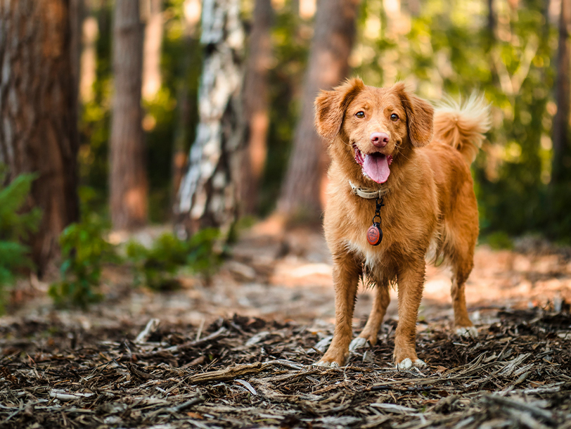 Hund steht im Wald