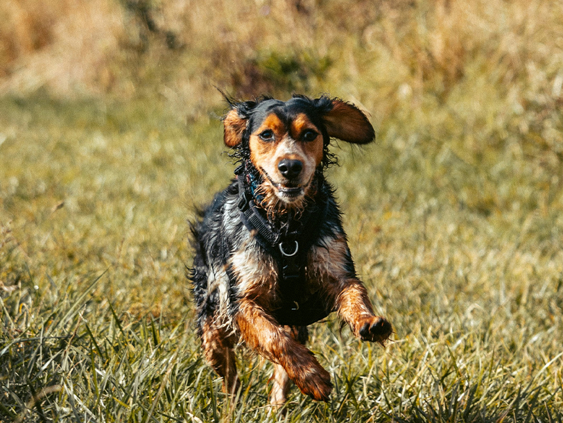 Hund rennt alleine über die Wiese
