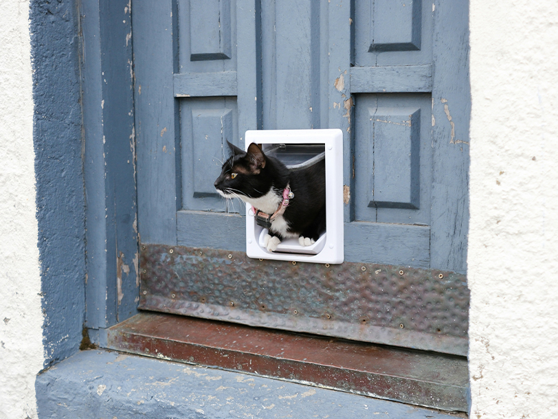 Katze guckt durch die Katzenklappe in einer blauen Tür
