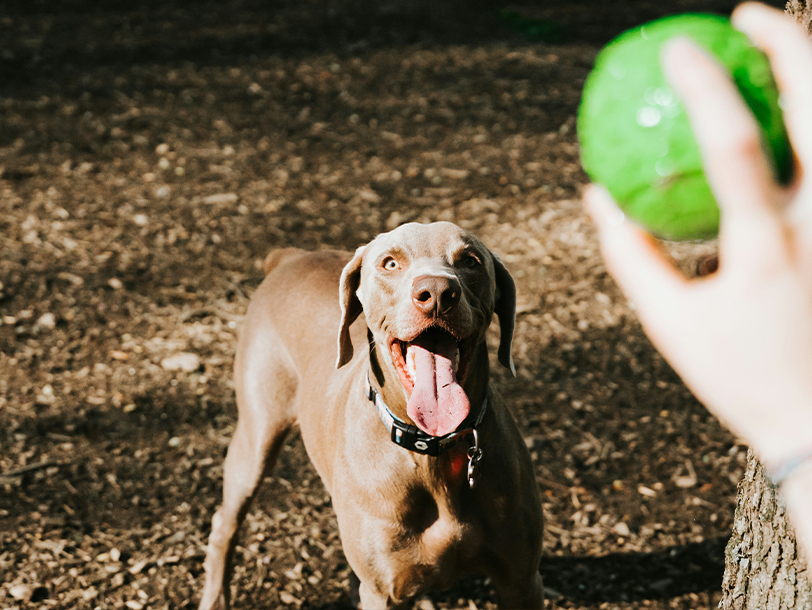 Hund wartet auf das werfen vom Ball