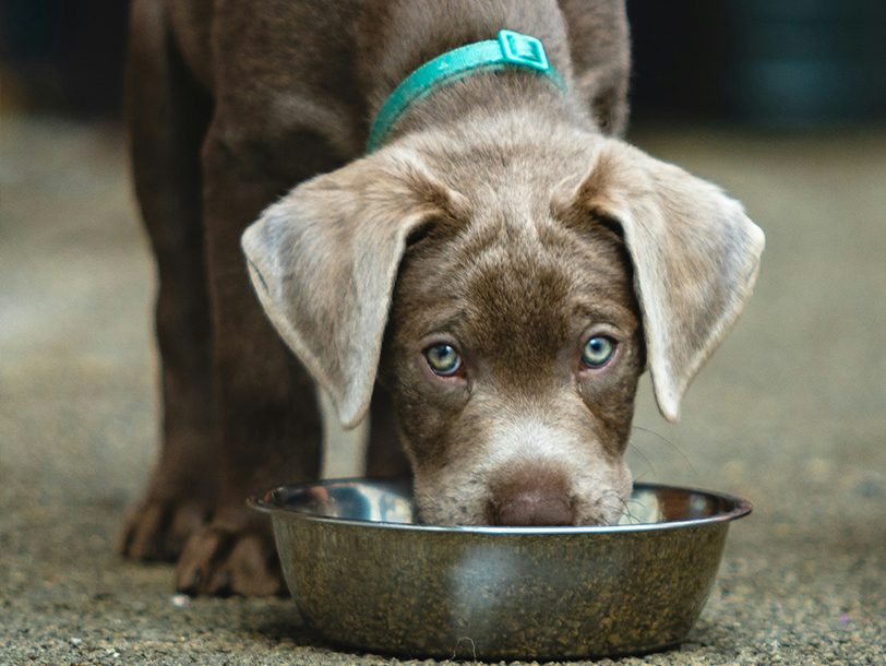 Labrador Welpe frisst