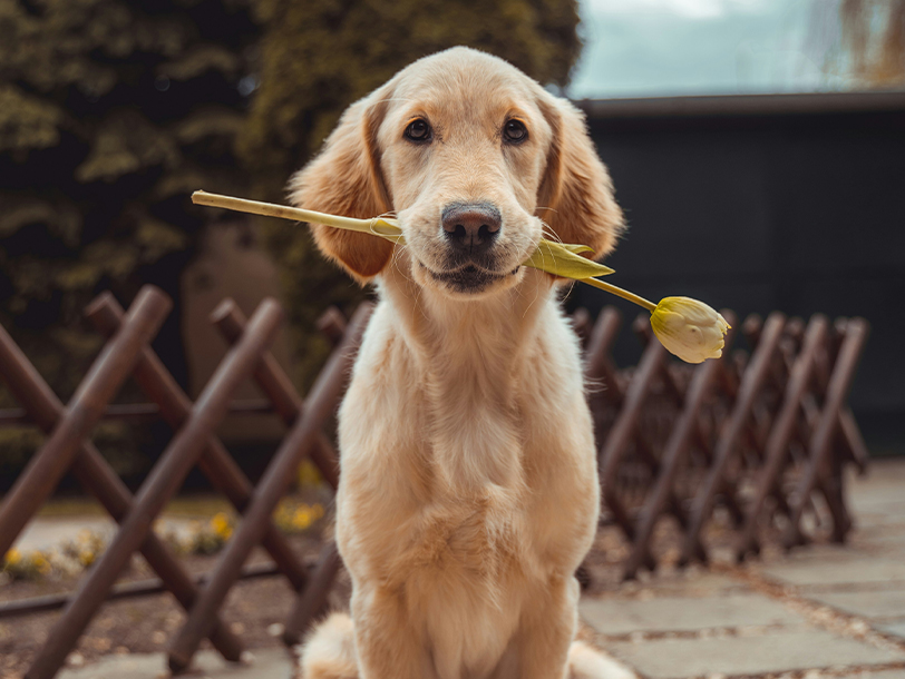 Golden Retriever hat eine Rose im Mund