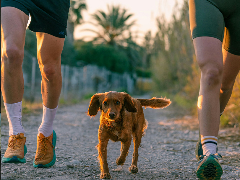 Hund geht mit zwei Personen joggen
