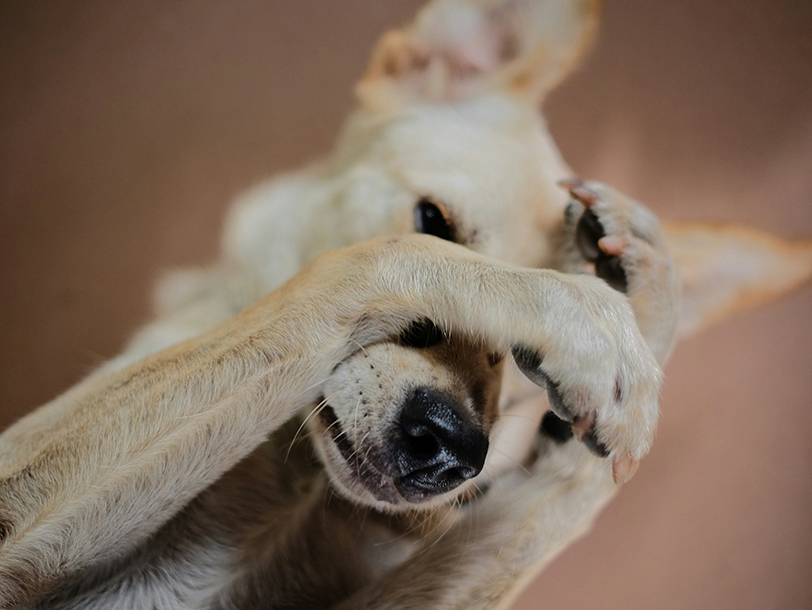 Hund hält sich die Augen zu