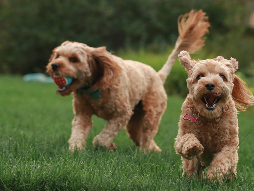 Zwei Hunde spielen auf einer Wiese mit einem Ball
