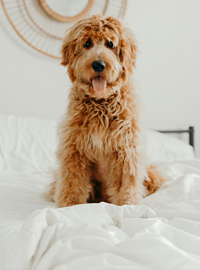 Labradoodle sitzt auf Bett