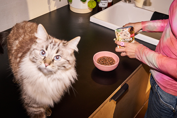 Katze schaut in die Kamera während Frau im Hintergrund Futter einschüttet