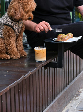 Hund schaut auf Kaffee und Kuchen