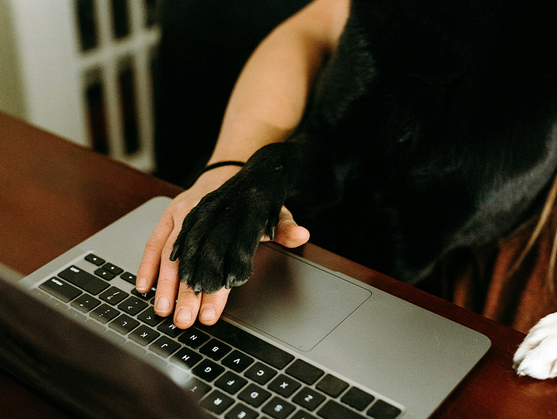 Frau hat Hand auf dem Laptop und Hund Pfote oben drauf 