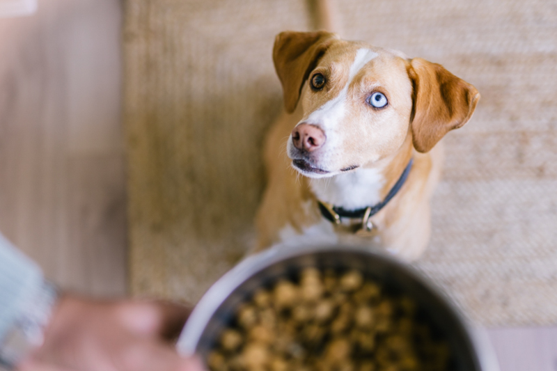 Hund mit verschiedenen Augenfarben schaut in die Kamera 